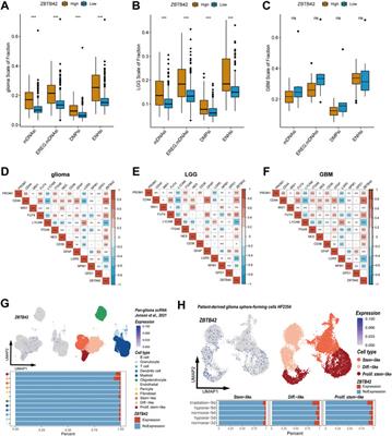 Transcription factor ZBTB42 is a novel prognostic factor associated with immune cell infiltration in glioma